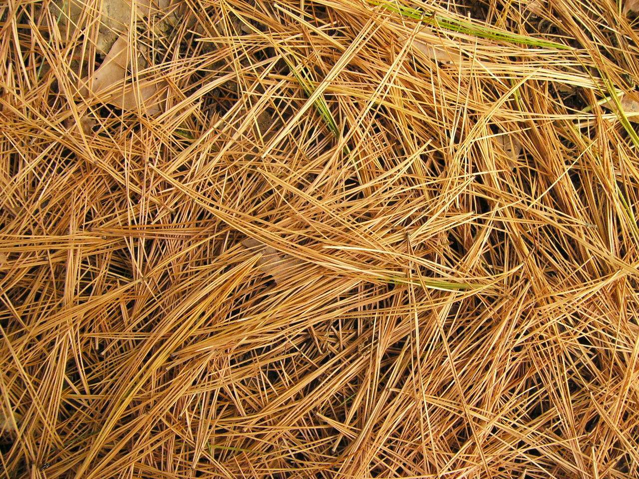 Orjola Creates Wool from Pine Needles Healthy Indoors