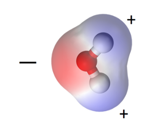 The water molecule is polar, with a positive end and a negative end.